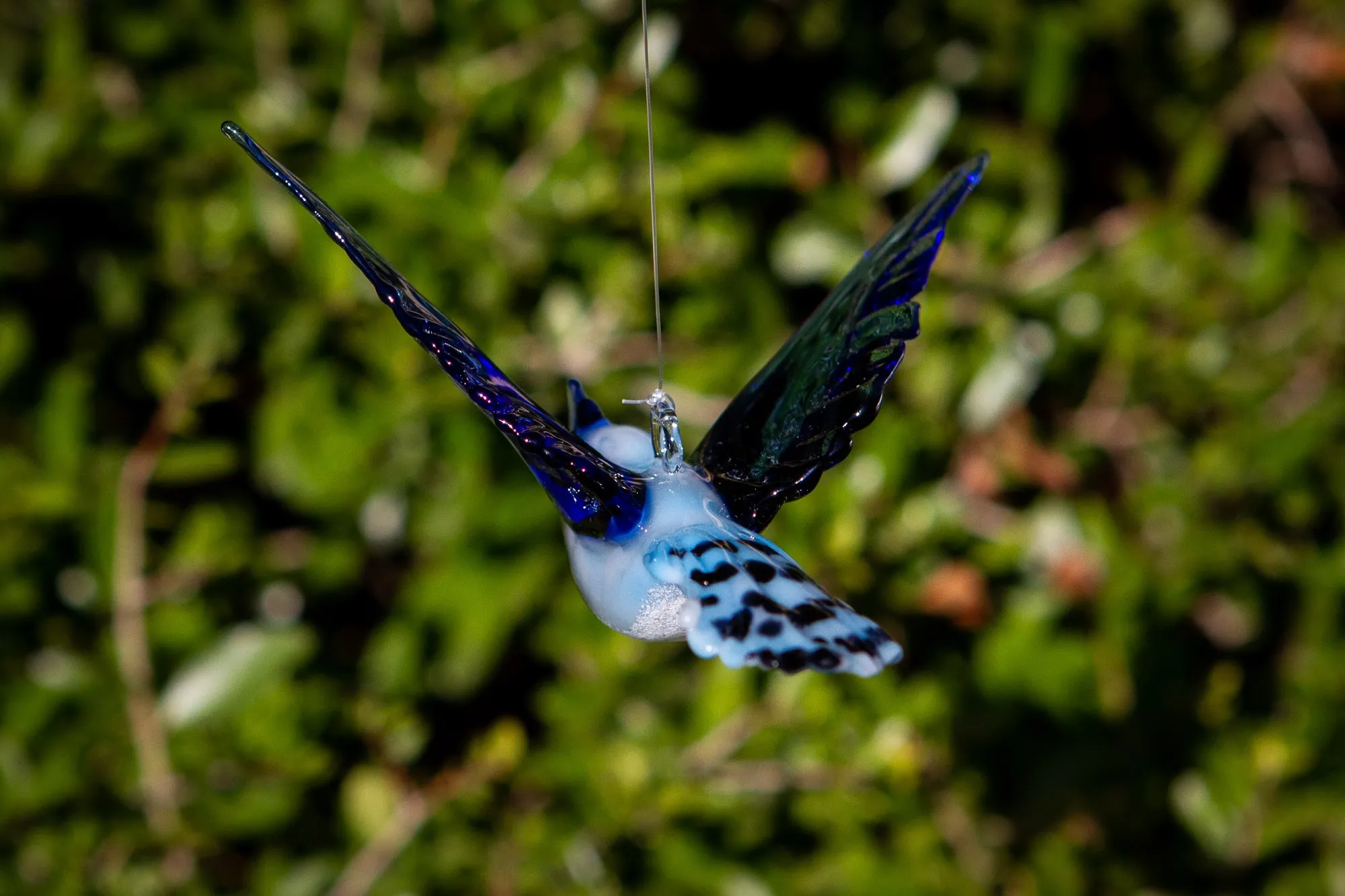 Flying Blue Jay with Cremation Ash