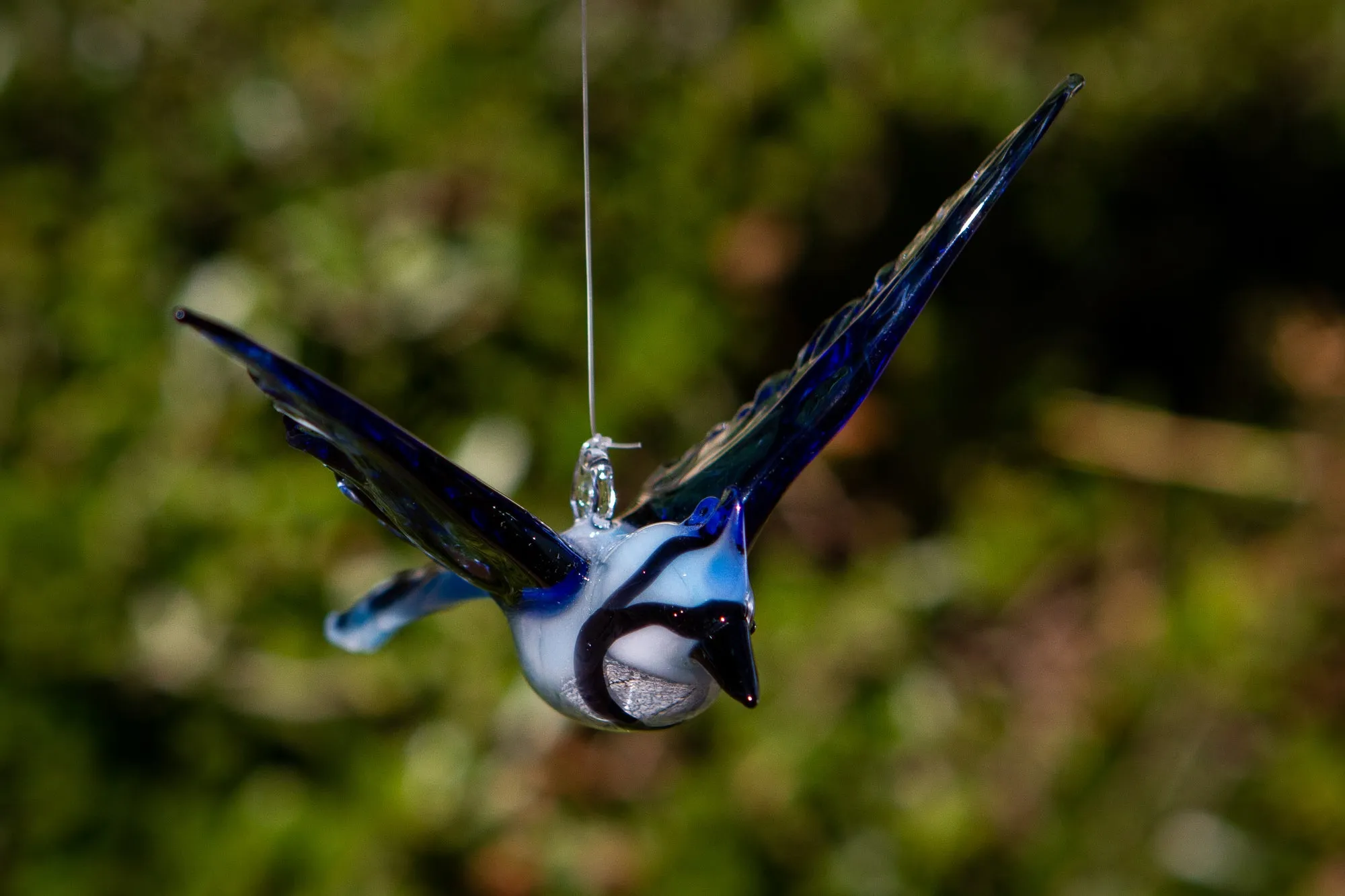 Flying Blue Jay with Cremation Ash