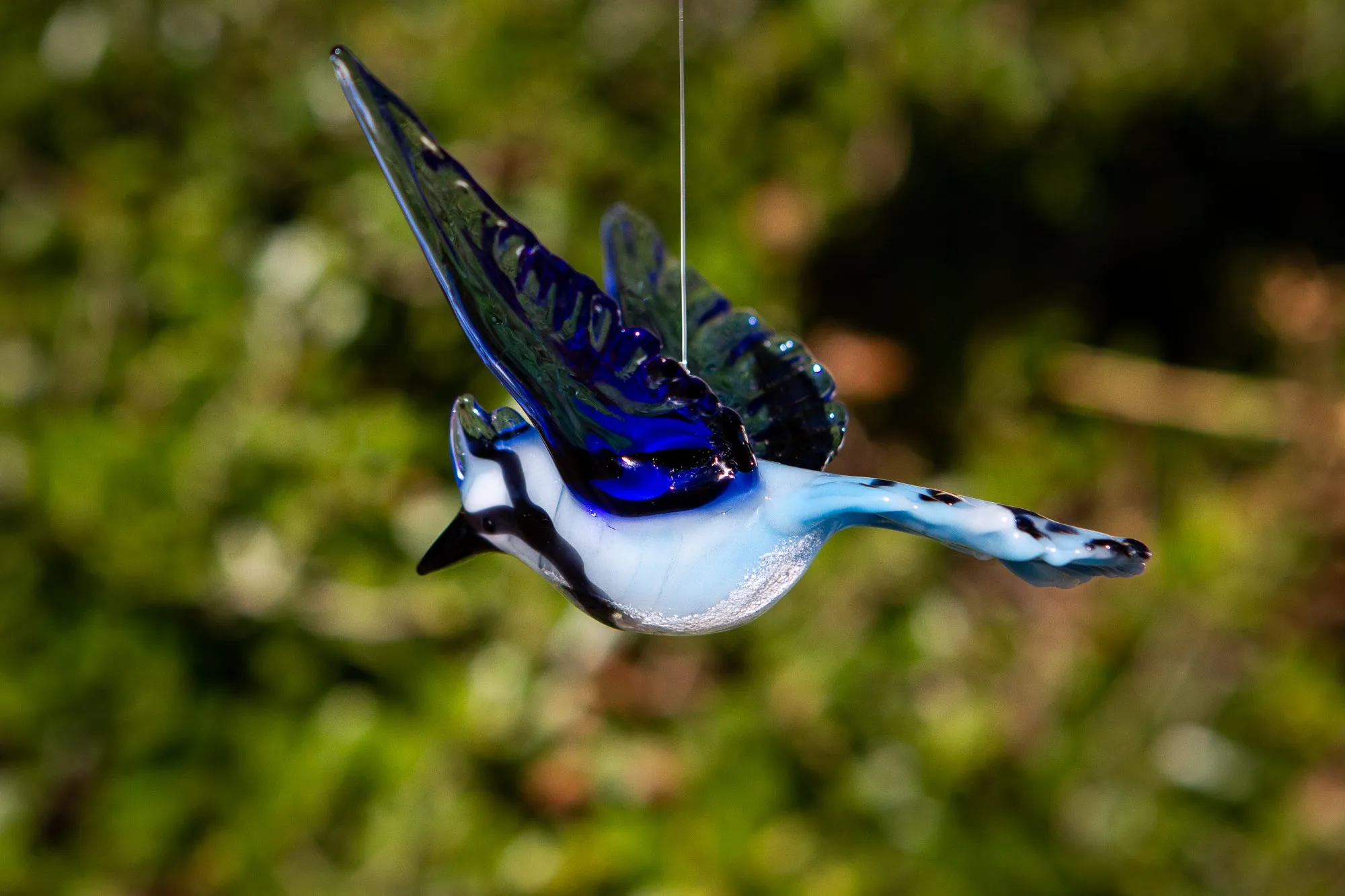 Flying Blue Jay with Cremation Ash