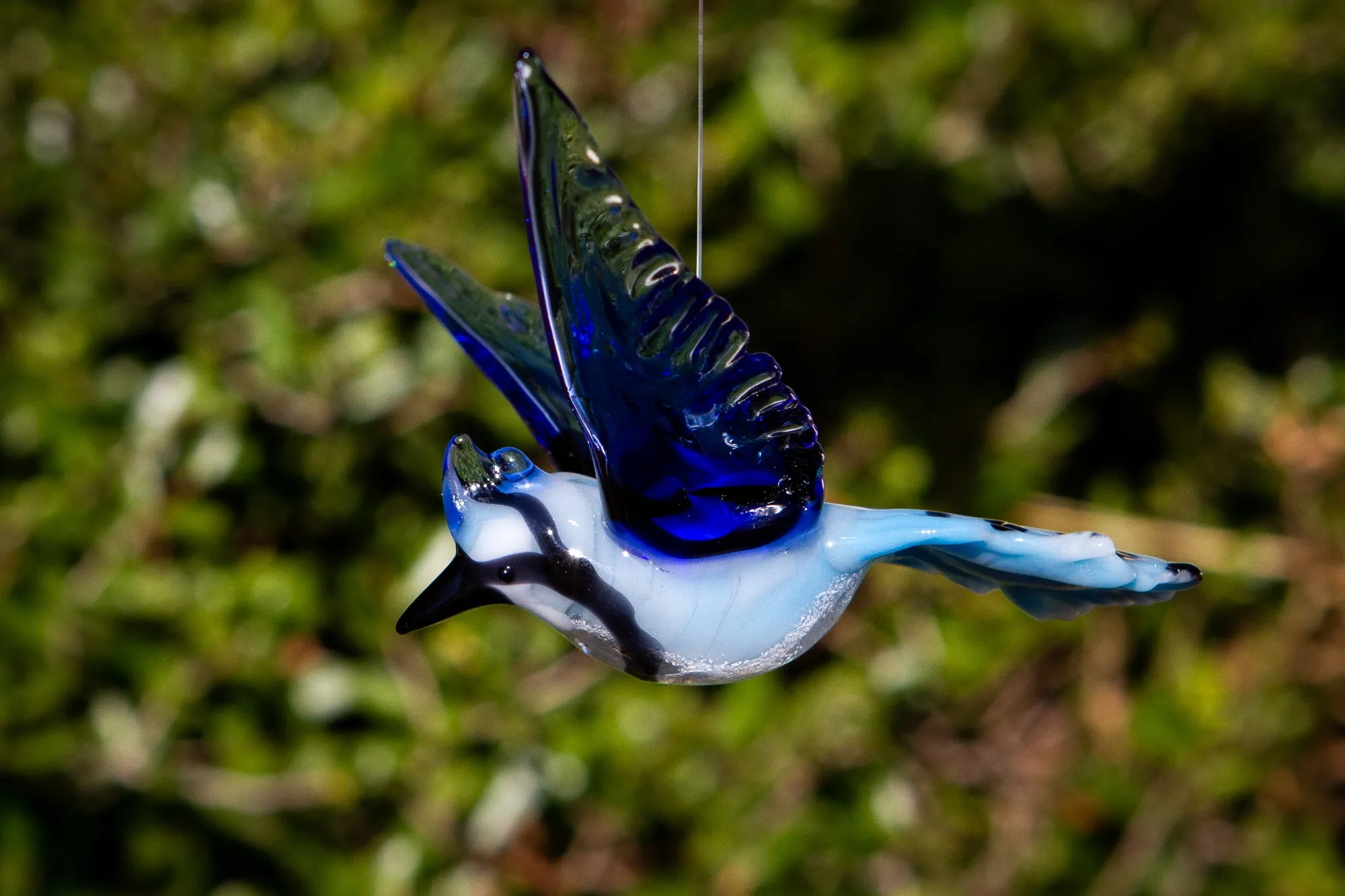 Flying Blue Jay with Cremation Ash