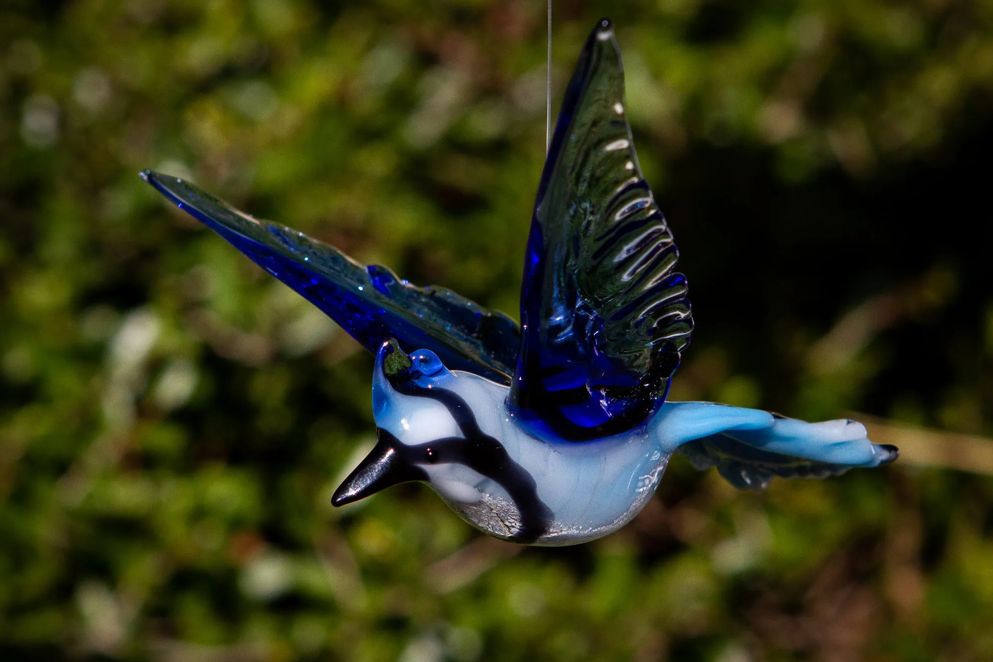 Flying Blue Jay with Cremation Ash