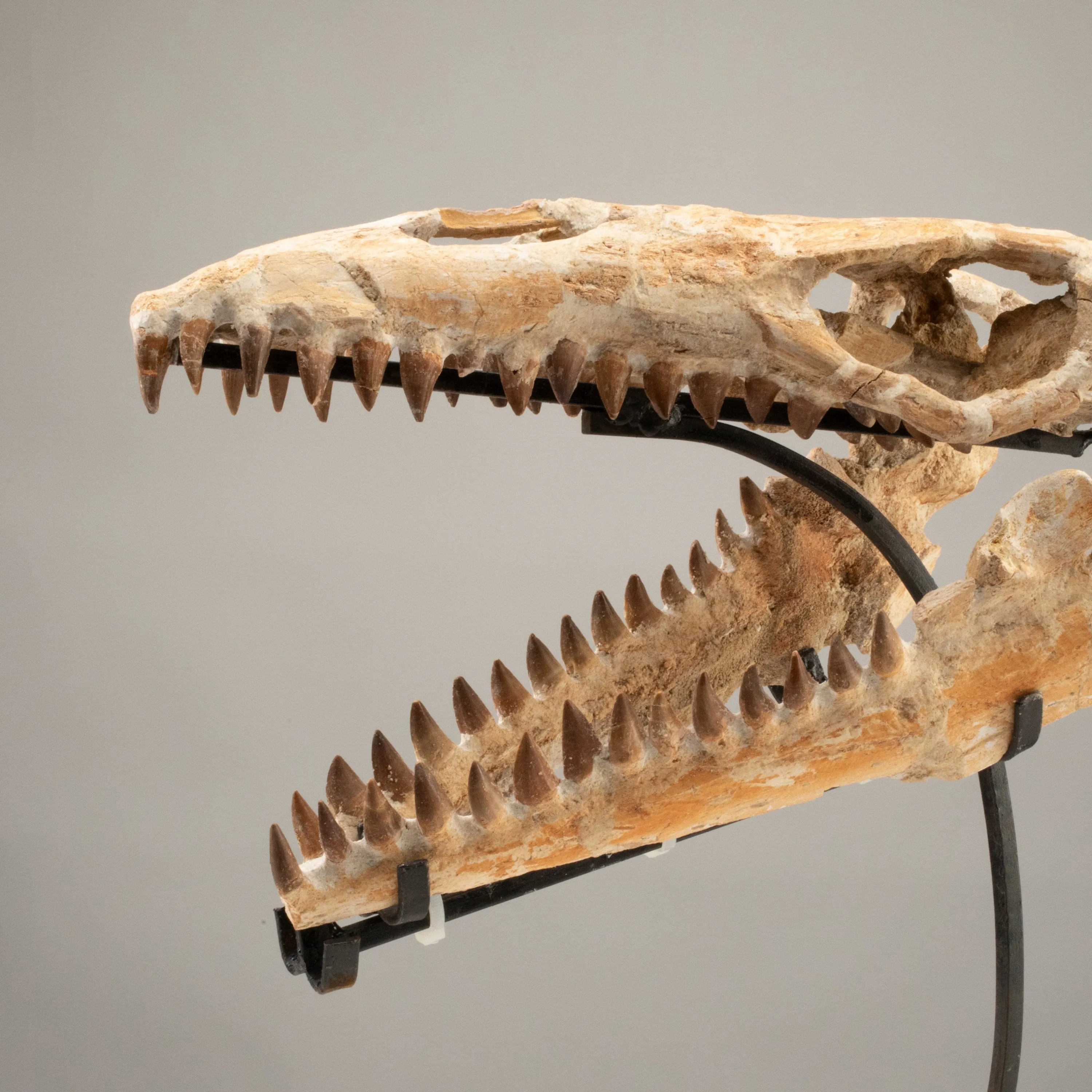 Moroccan Mosasaurus Jaw Fossil  on Custom Stand - 17