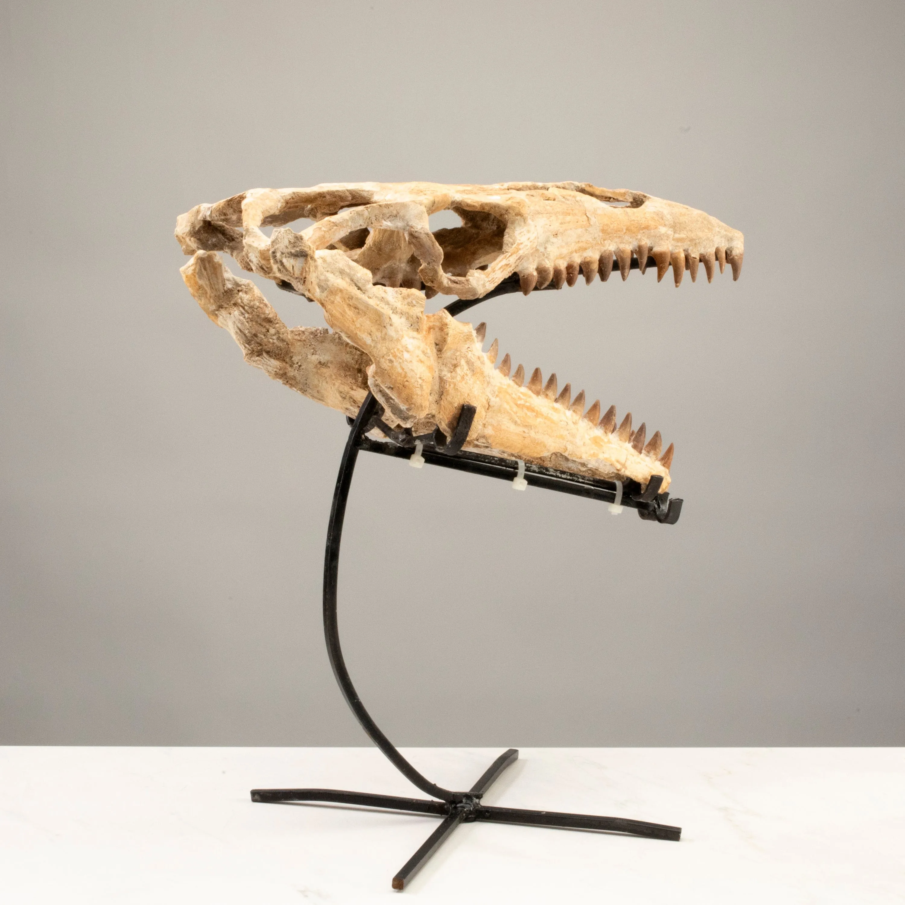 Moroccan Mosasaurus Jaw Fossil  on Custom Stand - 17