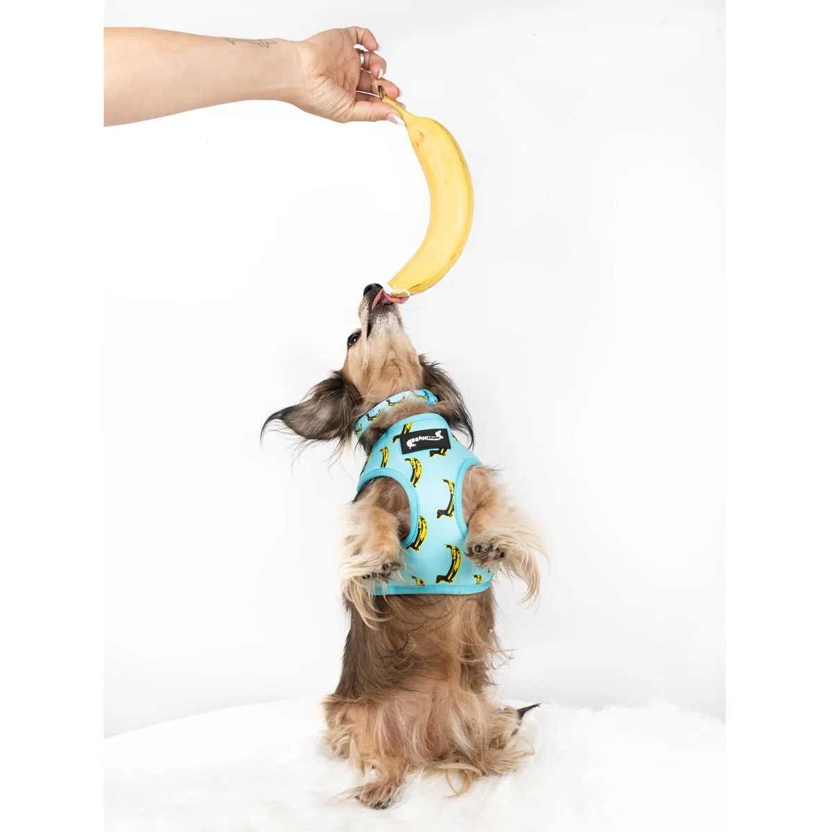 reversible harness - banana wiener