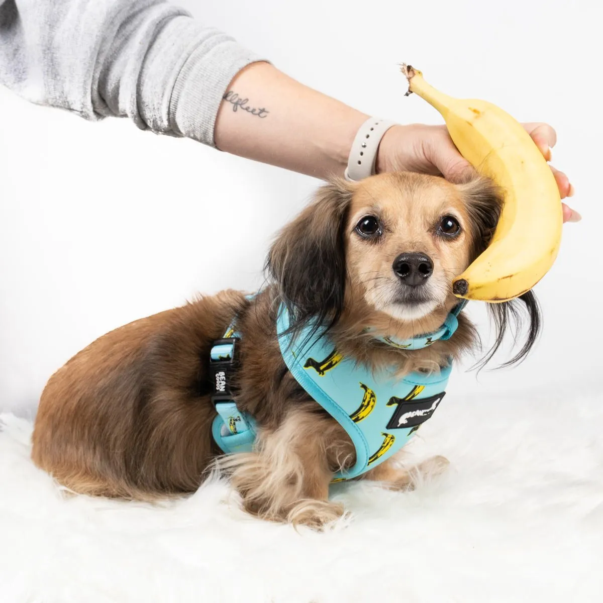 reversible harness - banana wiener