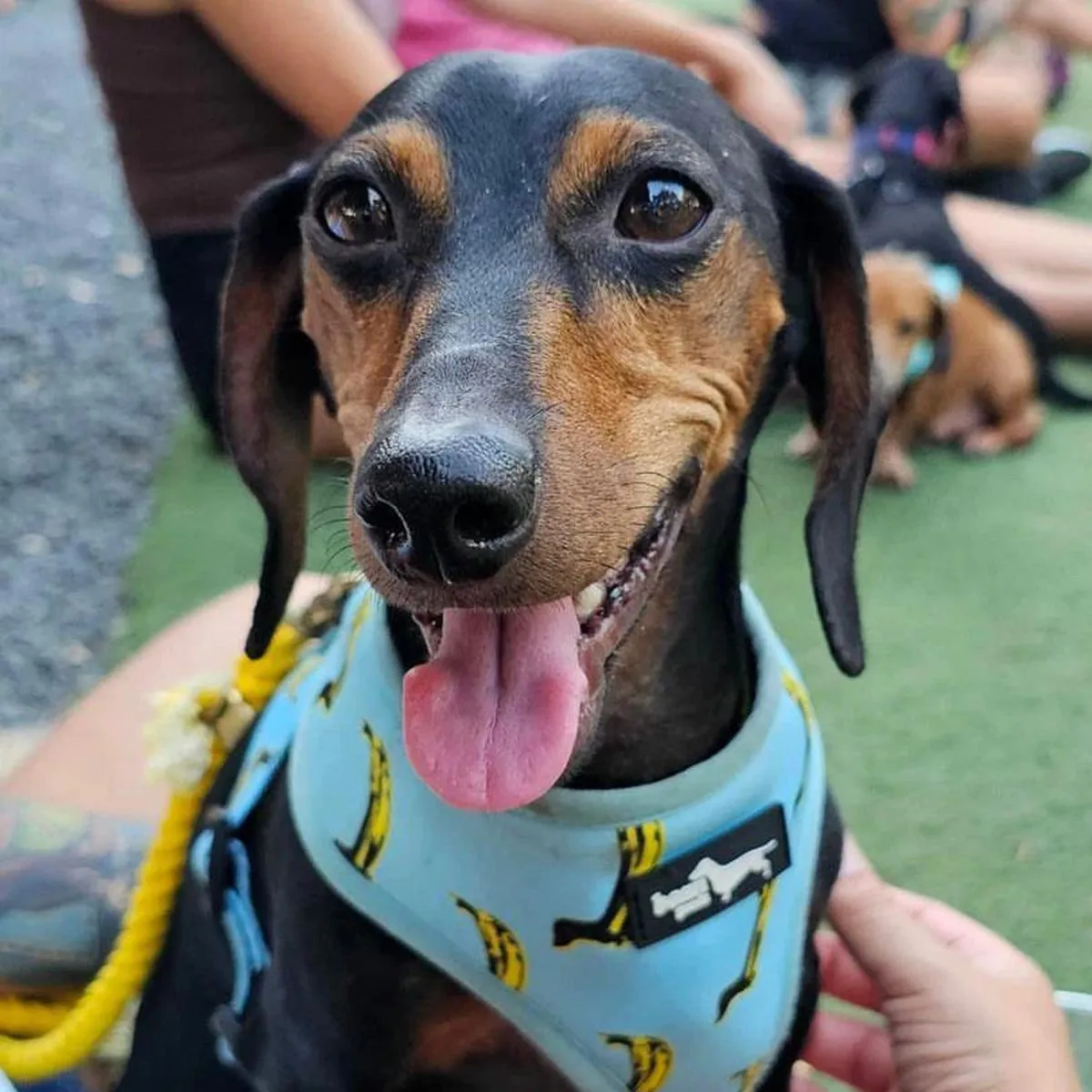 reversible harness - banana wiener